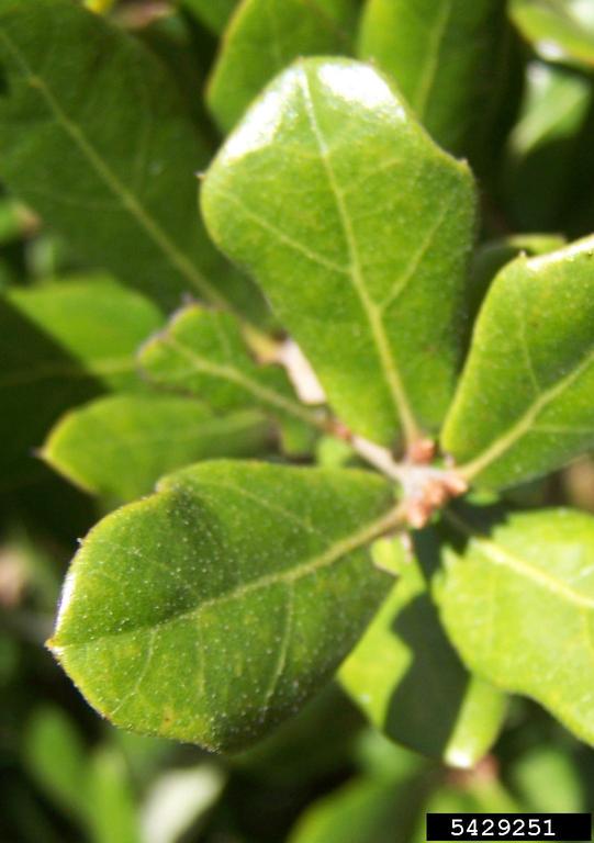 scrub live oak (Quercus geminata)