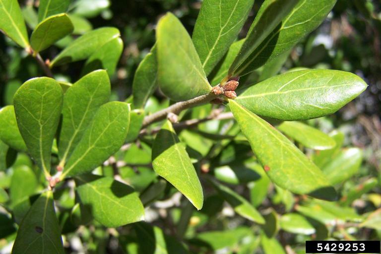 scrub live oak (Quercus geminata)