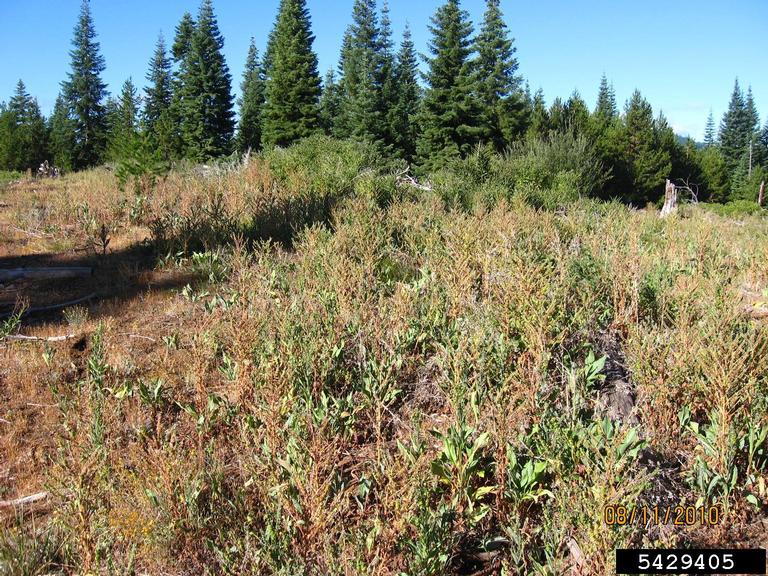 houndstongue (Cynoglossum officinale)