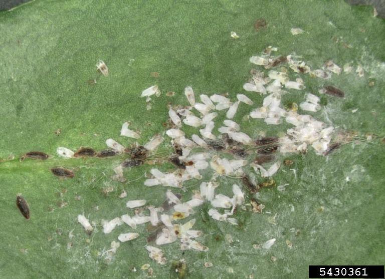 tea scale (Fiorinia theae ) on camellia (Camellia spp. ) 5430361