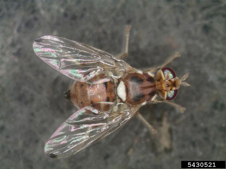olive fruit fly (Bactrocera oleae)