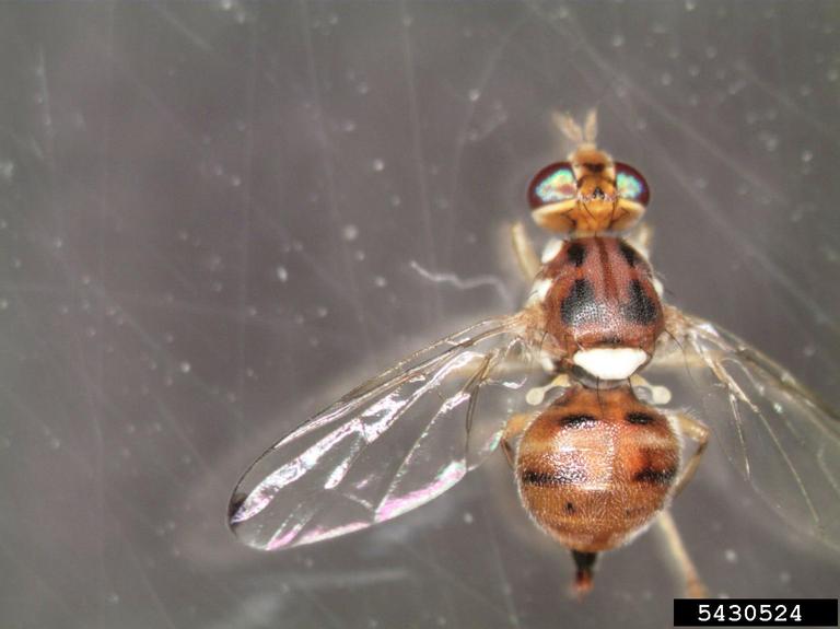 olive fruit fly (Bactrocera oleae)