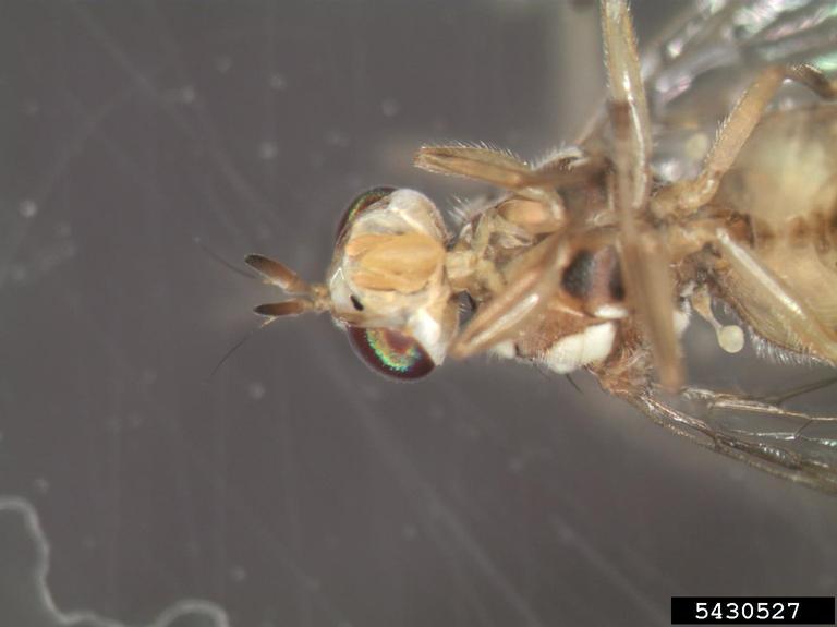 olive fruit fly (Bactrocera oleae)