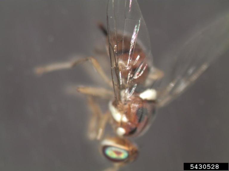 olive fruit fly (Bactrocera oleae)