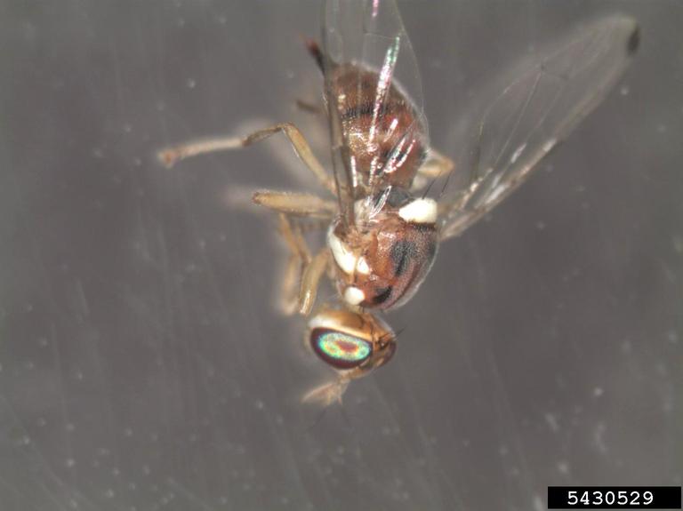 olive fruit fly (Bactrocera oleae)