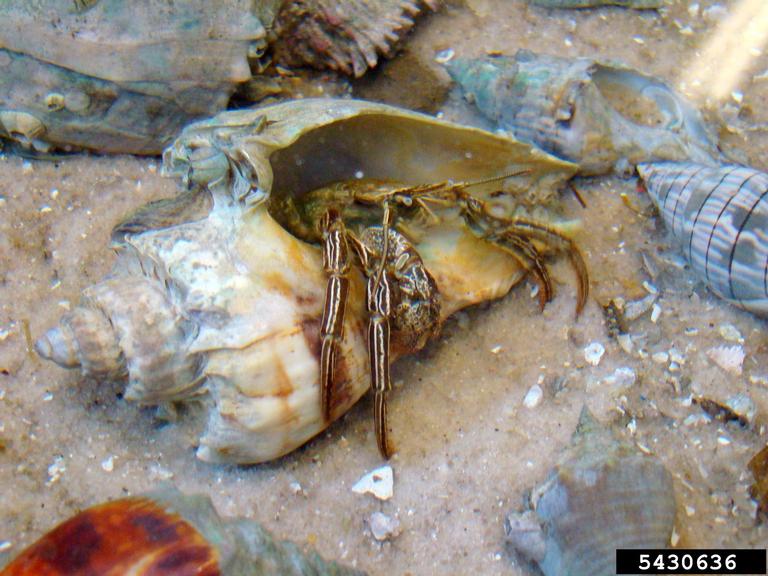 thinstripe hermit (Clibanarius vittatus (Bosc, 1802))