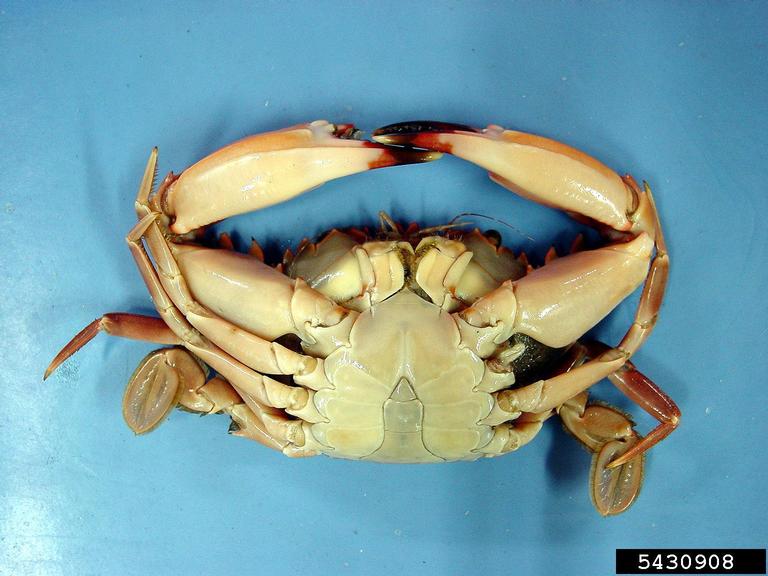 Indo Pacific Swimming Crab Charybdis Hellerii A Milne Edwards indo-pacific-swimming-crab-charybdis-hellerii-a-milne-edwards