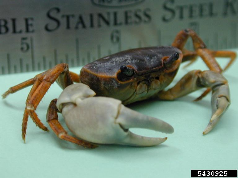 Japanese freshwater crab (Geothelphusa dehaani)