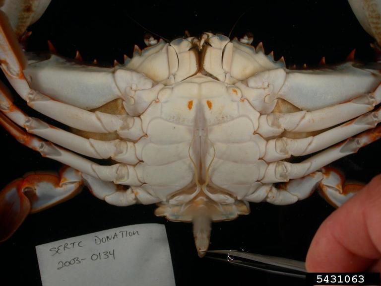 Indo Pacific Swimming Crab Charybdis Hellerii A Milne Edwards indo-pacific-swimming-crab-charybdis-hellerii-a-milne-edwards