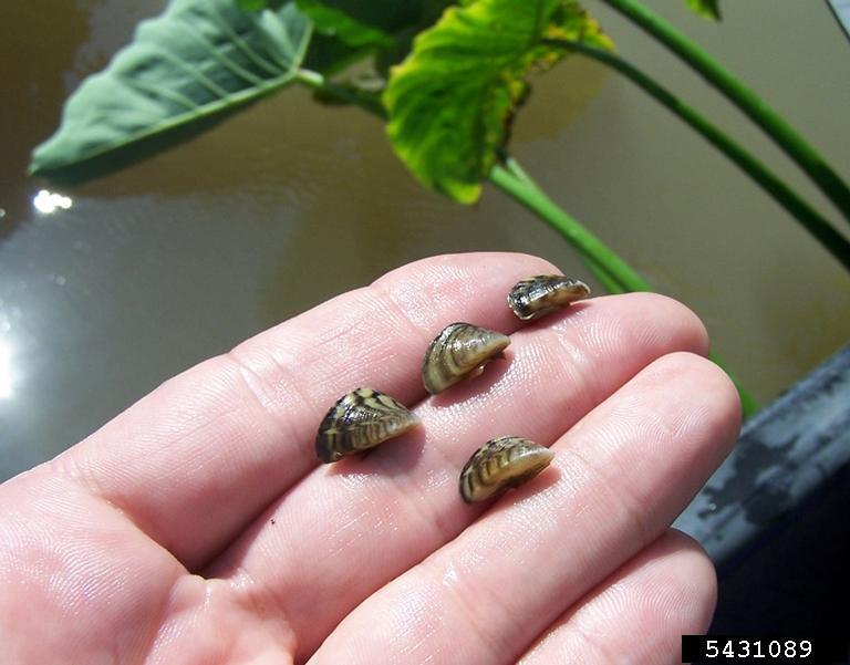 zebra mussel (Dreissena polymorpha)