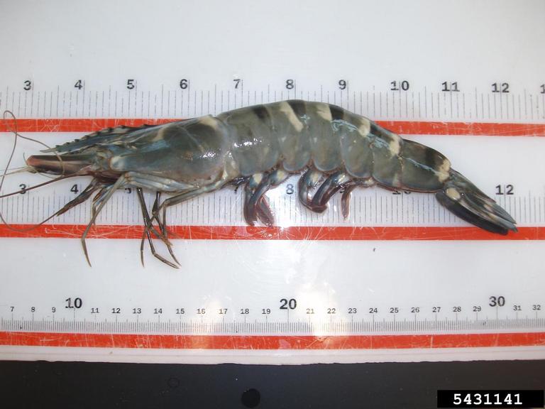Giant Tiger Prawn (<em>Penaeus monodon</em>) adult(s) on (<em> </em>)