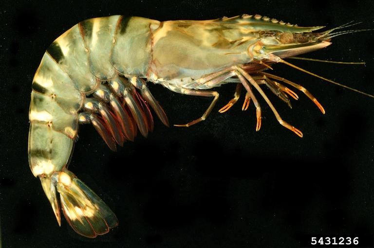 Giant Tiger Prawn (<em>Penaeus monodon</em>) adult(s) on (<em> </em>)