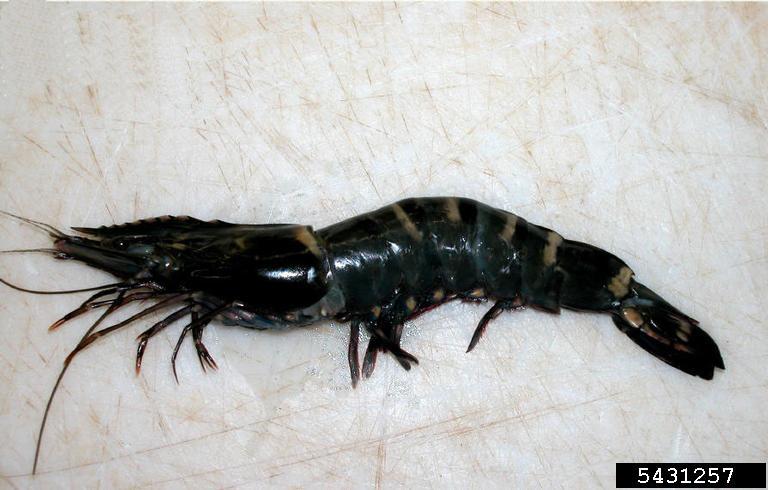 Giant Tiger Prawn (<em>Penaeus monodon</em>) adult(s) on (<em> </em>)