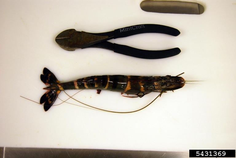 Giant Tiger Prawn (<em>Penaeus monodon</em>) adult(s) on (<em> </em>)