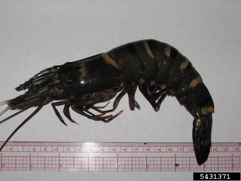 Giant Tiger Prawn (<em>Penaeus monodon</em>) adult(s) on (<em> </em>)