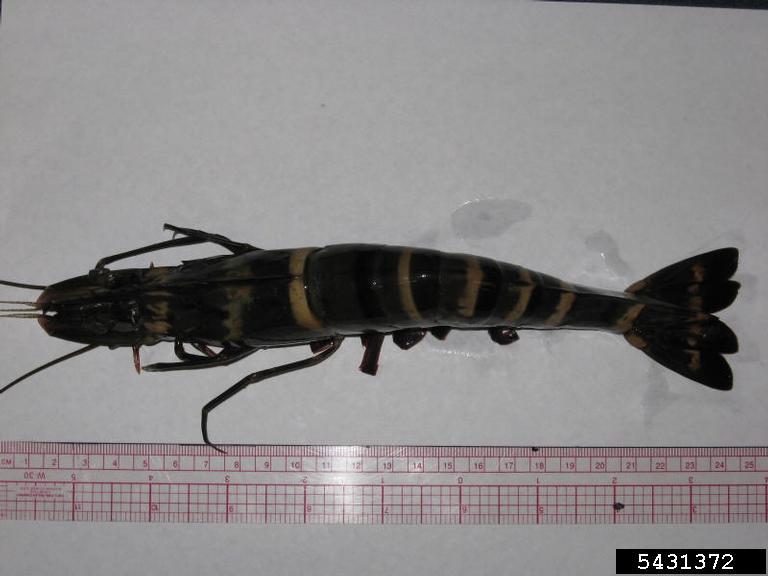 Giant Tiger Prawn (<em>Penaeus monodon</em>) adult(s) on (<em> </em>)