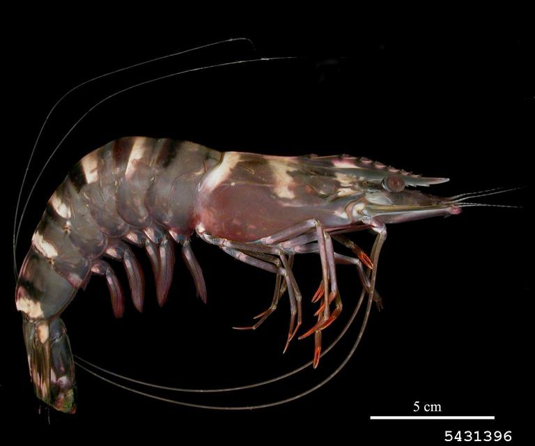 Giant Tiger Prawn (<em>Penaeus monodon</em>) adult(s) on (<em> </em>)