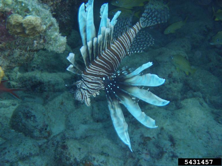 lionfish (Pterois volitans)