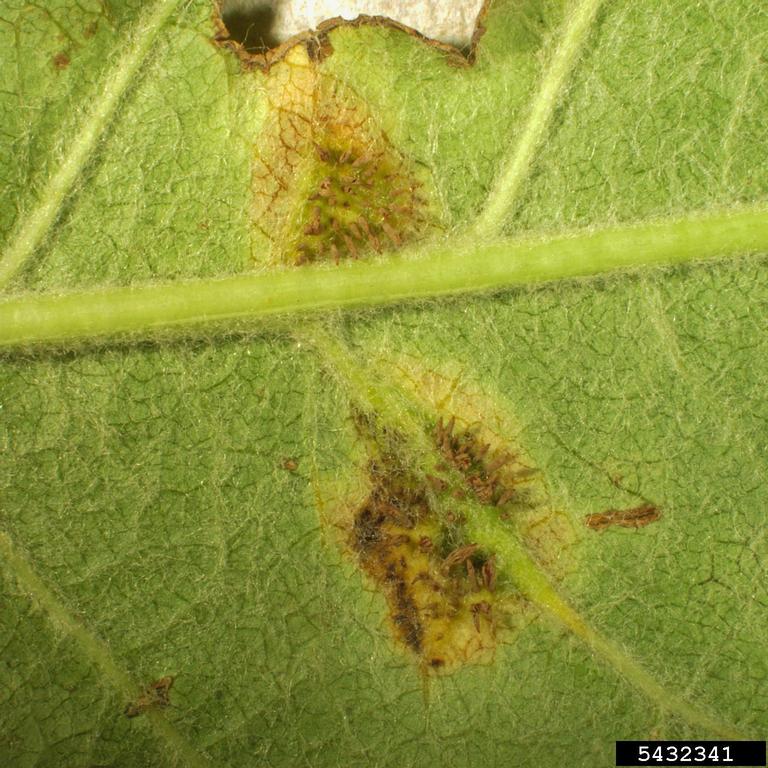 Japanese apple rust (Gymnosporangium yamadae)