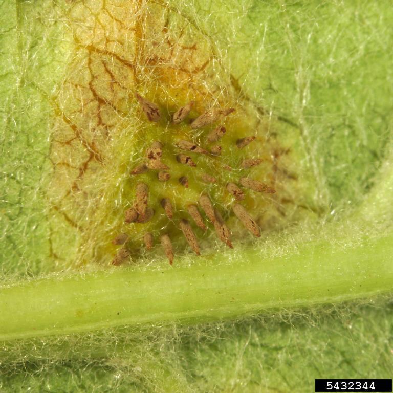 Japanese apple rust (Gymnosporangium yamadae)