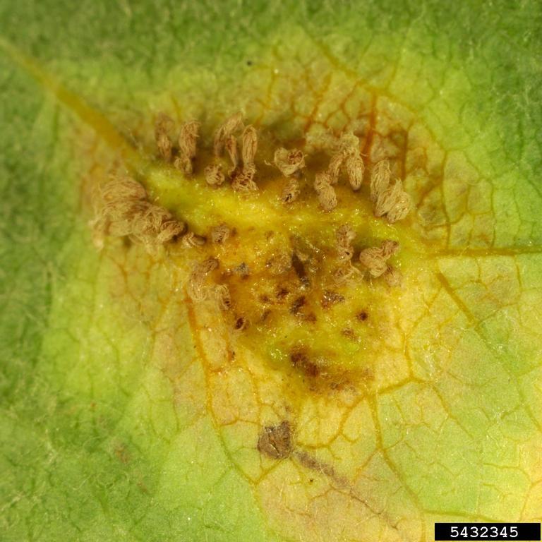Japanese apple rust (Gymnosporangium yamadae)