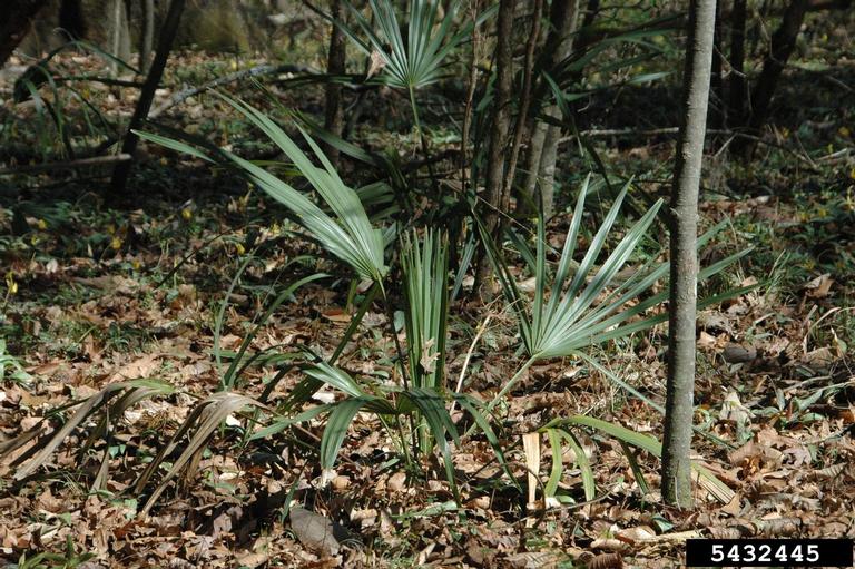 needle palm (Rhapidophyllum hystrix)