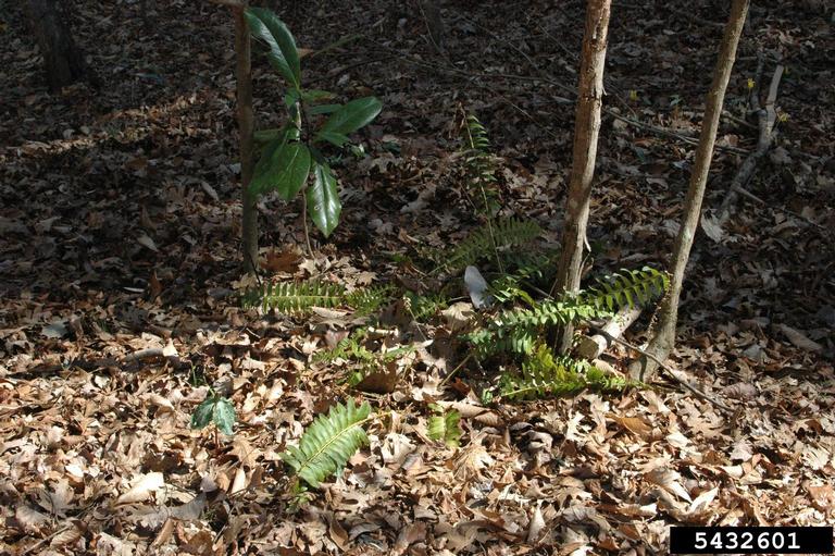 Christmas fern (Polystichum acrostichoides)
