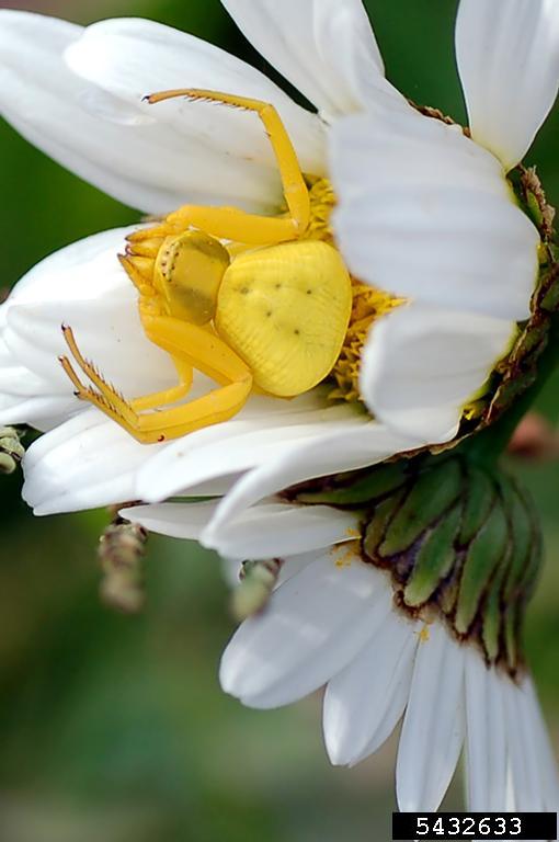 flower crab spider (Misumena vatia)