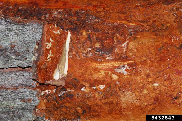 black turpentine beetle (Dendroctonus terebrans)