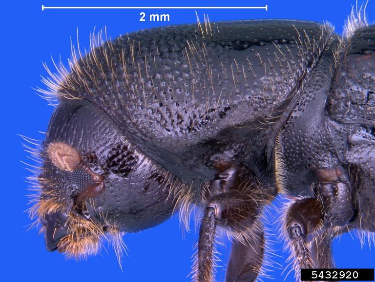 Calligraphus sixspined ips (Ips calligraphus (Germar, 1824))