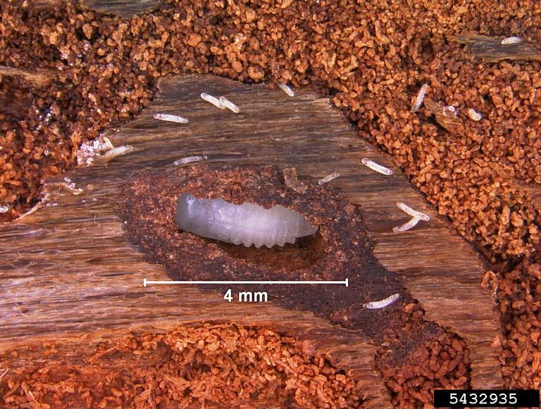 Ips Insect eastern fivespined ips (Ips grandicollis (Eichhoff, 1868))