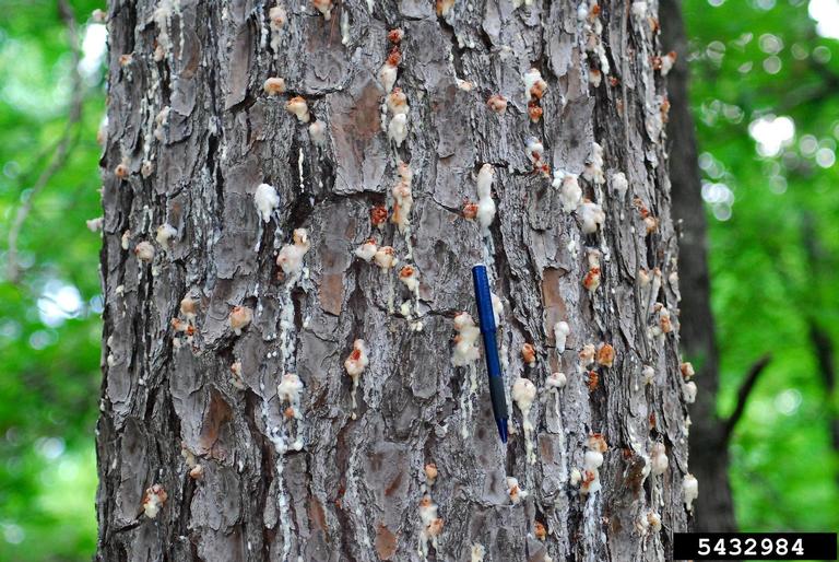 southern pine beetle (Dendroctonus frontalis)