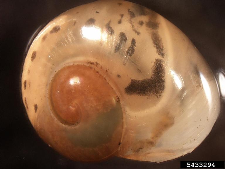 Cepaea Shell snail (Genus Cepaea Held, 1837)