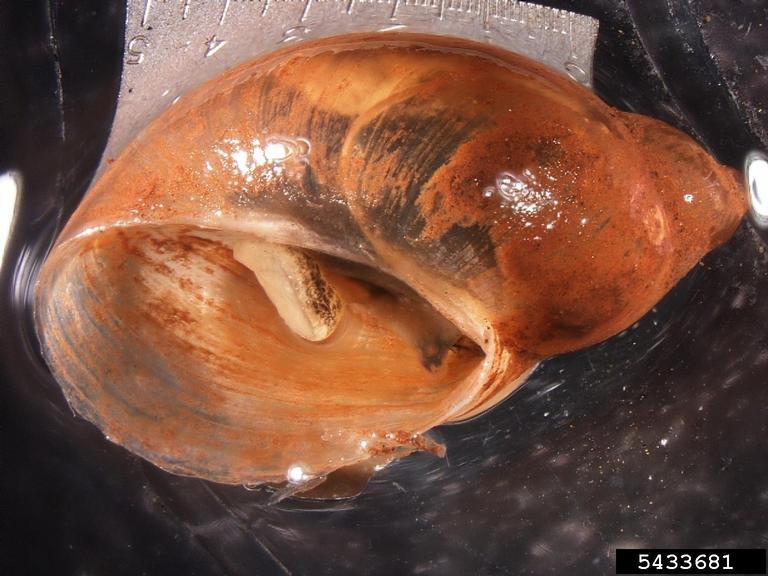 amber snails (Genus Succinea)