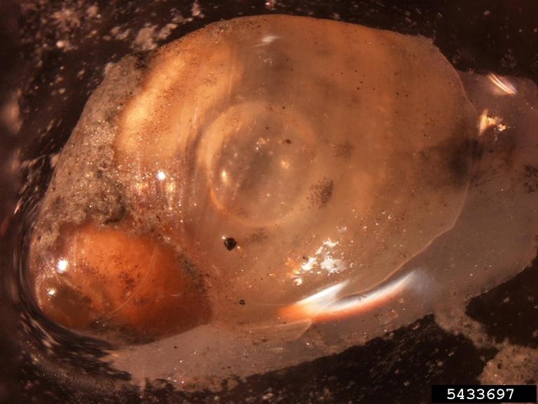 amber snails (Genus Succinea)