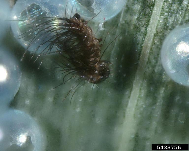 cutworms, loopers, owlet moths, and underwings (Family Noctuidae)