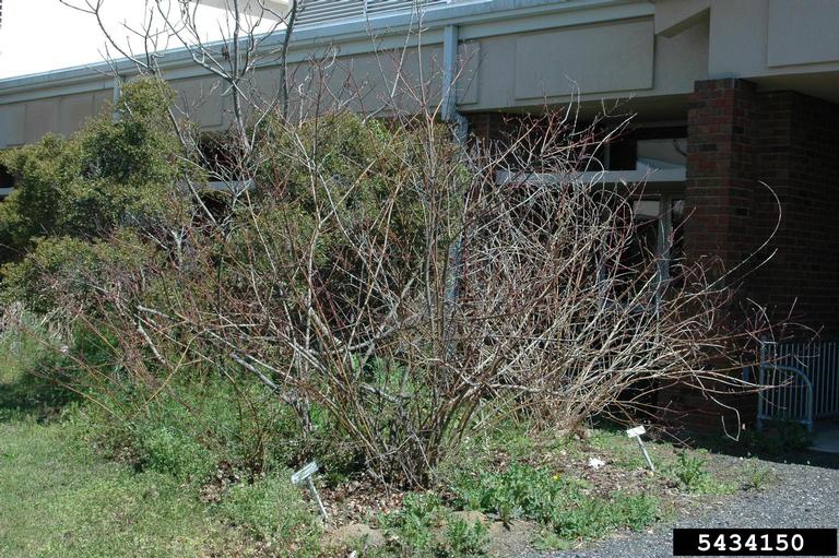 silky dogwood (Cornus amomum)