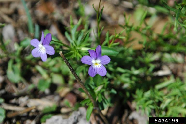 field pansy (Viola bicolor)