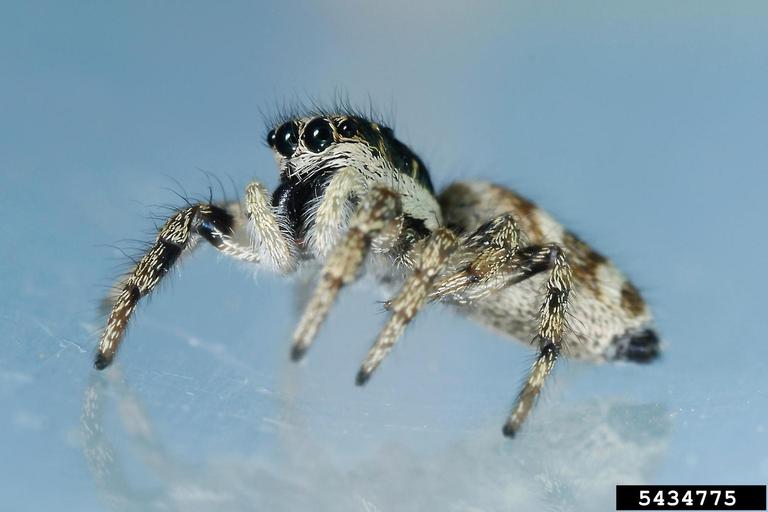 zebra jumping spider (Salticus scenicus)