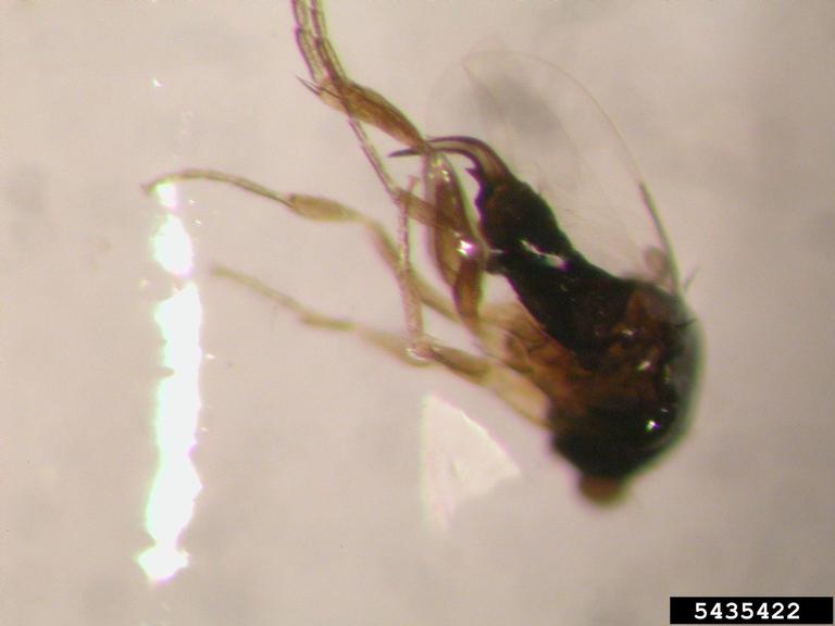 fire ant decapitating fly (Pseudacteon curvatus Borgmeier, 1925)