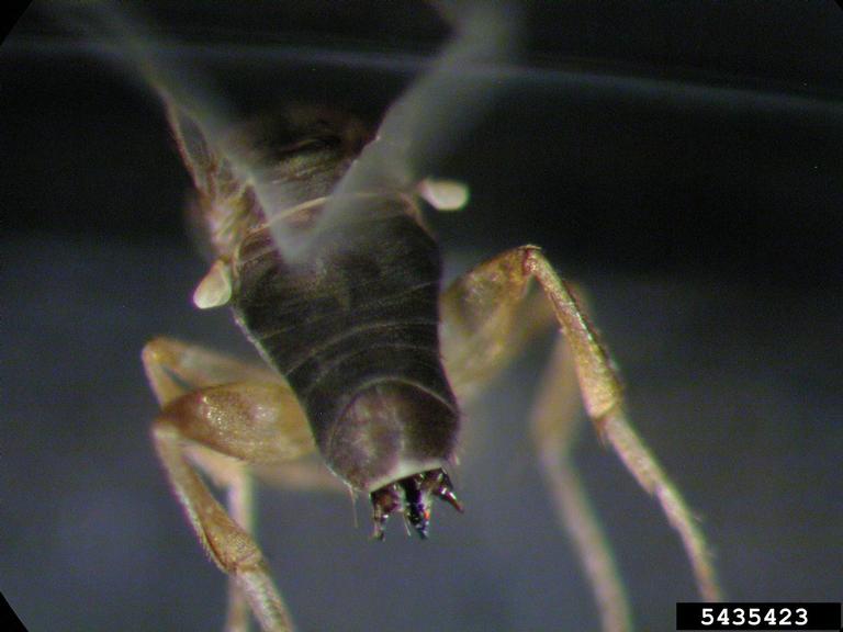 fire ant decapitating fly (Pseudacteon tricuspis)
