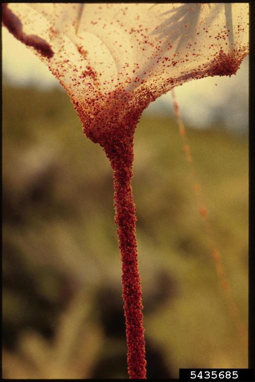 Gorse Spider Mite Tetranychus Lintearius 