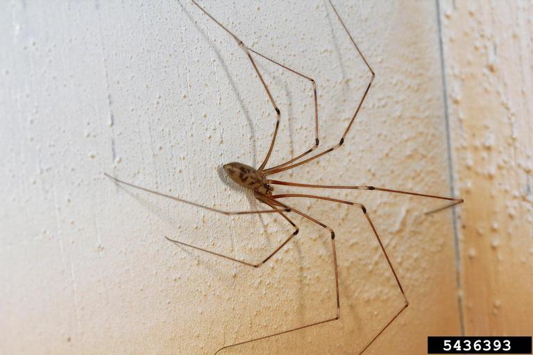 cellar spiders (Genus Pholcus)
