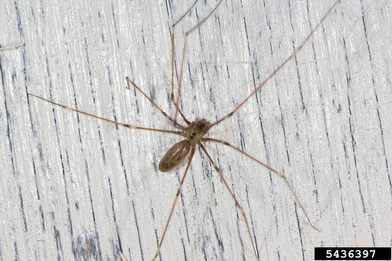 cellar spiders (Genus Pholcus)
