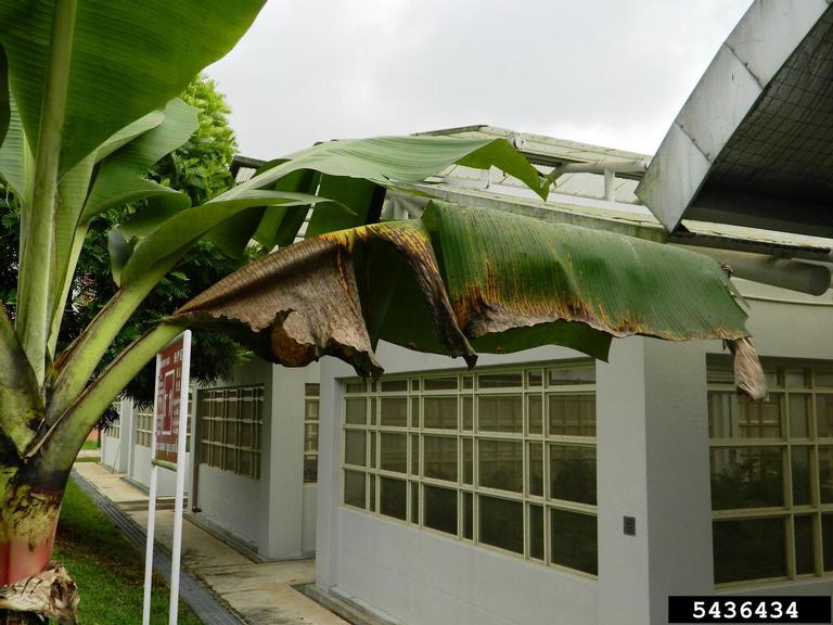 black Sigatoka disease (<em>Mycosphaerella fijiensis</em>) symptoms on bananas (<em>Musa spp.</em>)