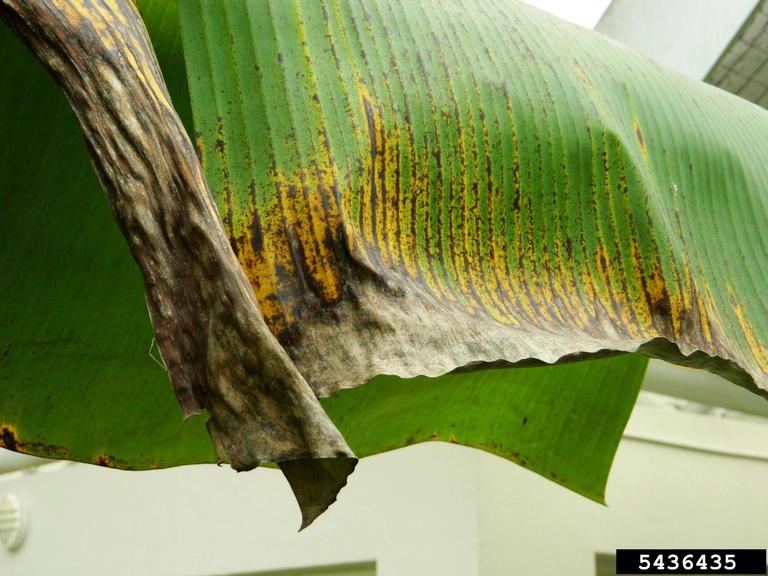 black Sigatoka disease (<em>Mycosphaerella fijiensis</em>) symptoms on bananas (<em>Musa spp.</em>)