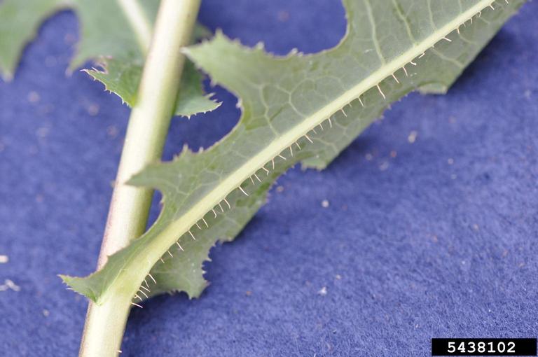 prickly lettuce (Lactuca serriola)