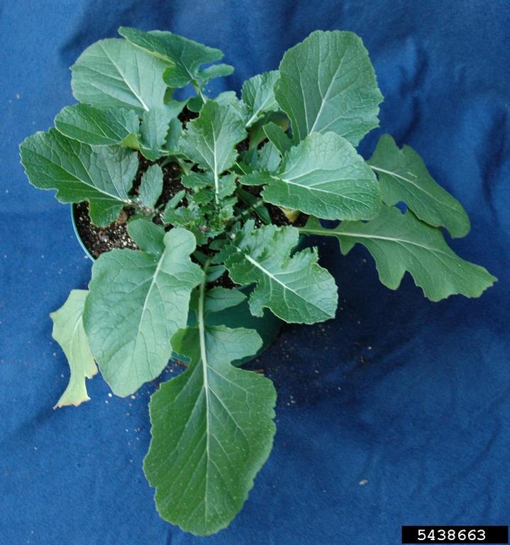 birdsrape mustard (Brassica rapa)