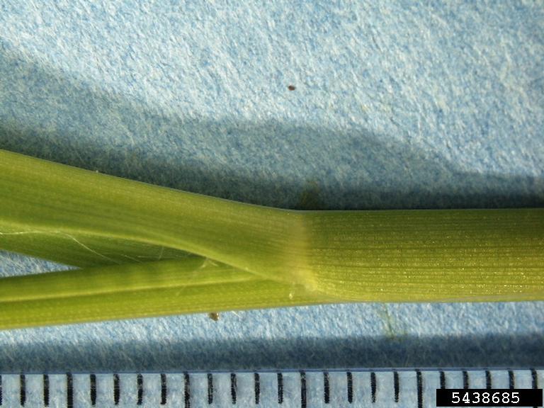 cattail millet (Setaria glauca)