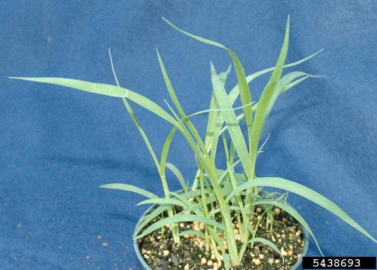cattail millet (Setaria glauca)